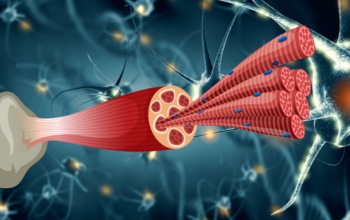 muscle regeneration bioprinting