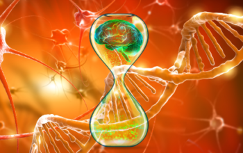 B cell depletion alleviates Alzheimer's disease progression