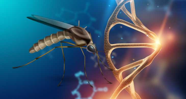 bioengineered mosquito to control disease