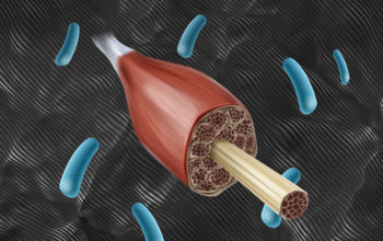 synthetic muscle fibres stronger than Kevlar